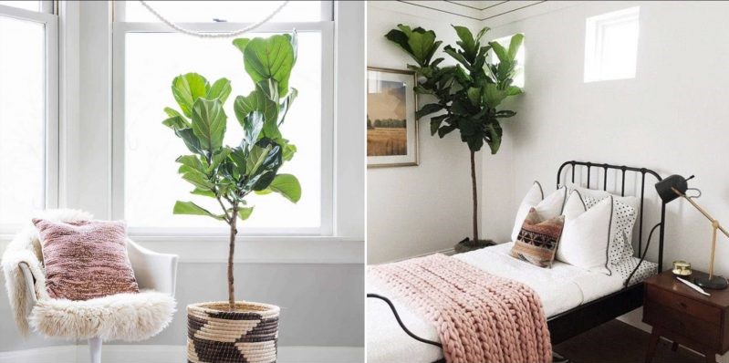 Indoor plants that can grow without sunlight